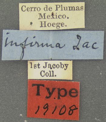 Media type: image; Entomology 19108   Aspect: labels